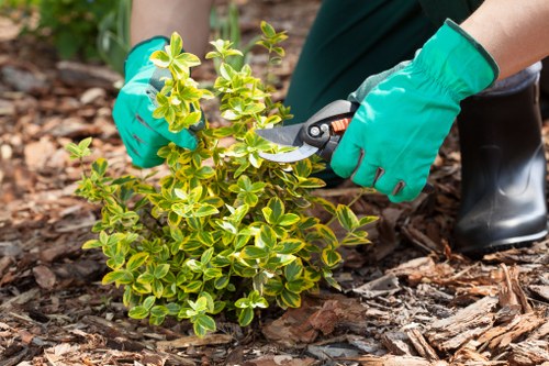 Tree surgeon carrying out pruning work in a Norwood garden
