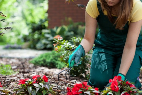 Prepared hedge cutting work in a Norwood garden with clipped branches