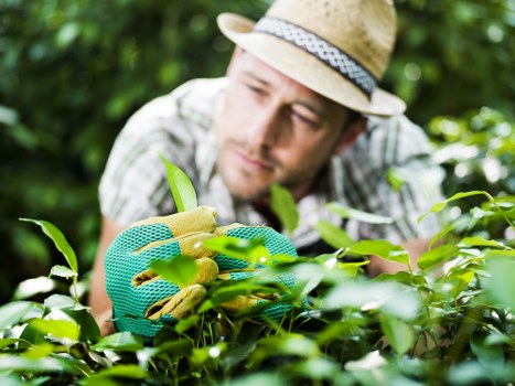 Professional assessment of tree health and structure